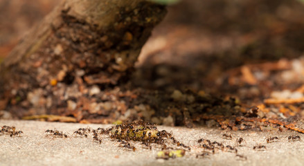  Big headed ant team work to move big worm