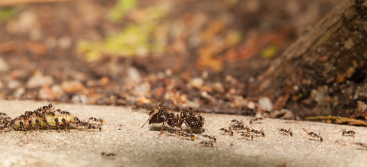  Big headed ant team work to move big worm