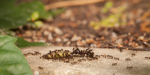  Big headed ant team work to move big worm