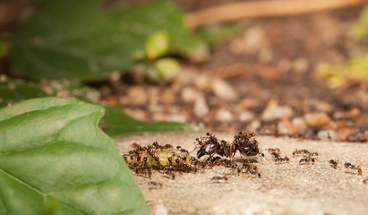  Big headed ant team work to move big worm