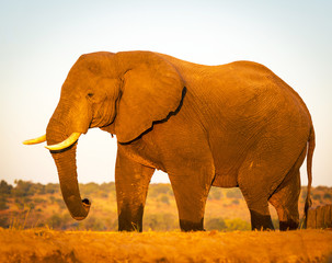 Fototapeta na wymiar Elephant On Safari