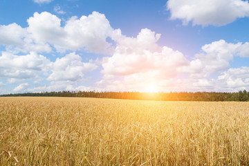 A wheat field, fresh crop of on a sunny day. Rural Landscape