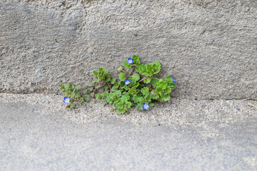 Little blue flowers (Veronica filiformis) on rough grey stone