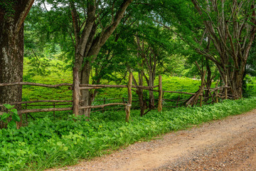 Small dirt road in rural village