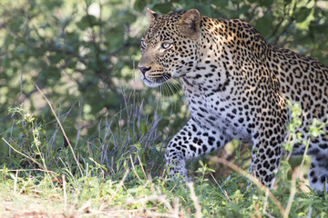 Fototapeta na wymiar Beautiful large male leopard walking in nature hunting