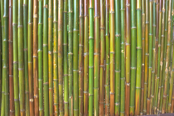 Fototapeta premium The green bamboo wall in the morning .