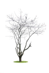 Obraz premium Trees isolated on white background