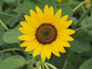 太陽のようなヒマワリ、黄色