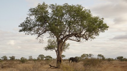 Baum Elefant