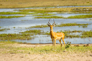 Impala on Chobe River Botswana