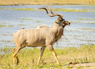 Kudu