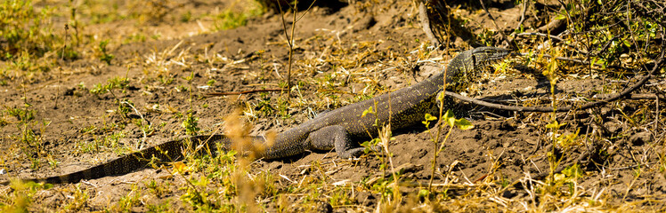 Monitor Lizard