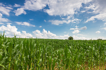 Maisfeld mit blau weissen Himmel und schönen Wolken.