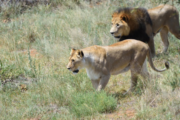 Fototapeta na wymiar Pride of lions, Africa