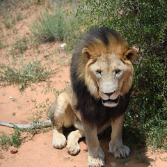 Male lion, Namibia