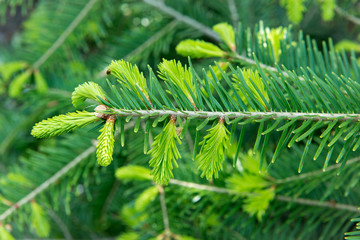 young sprout of spruce, natural forest background