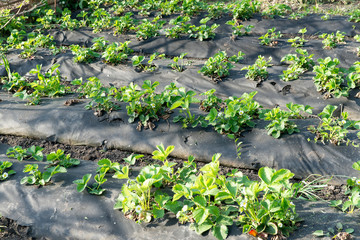 Several strawberry flowers on the stem. Strawberry flowers. Green bush blooming in the spring strawberries. Blooming strawberry. Selective focus. Natural green blurred spring background.