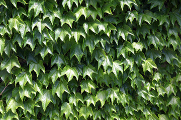 Ivy Texture
