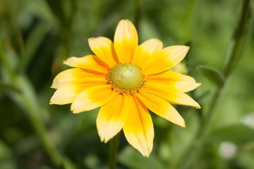 Obraz premium Rudbeckia hirta , yellow summertime flower