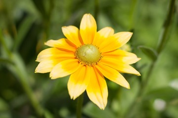 Rudbeckia hirta , yellow summertime flower