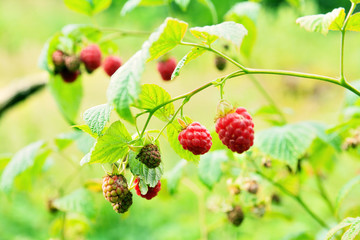 Wild raspberry bush in nature