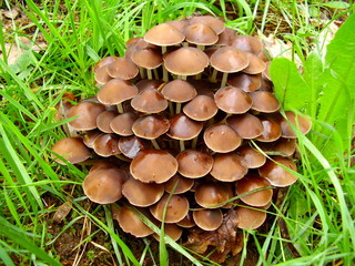 A troop of Mycena inclinata mushrooms, also known as Clustered Bonnet