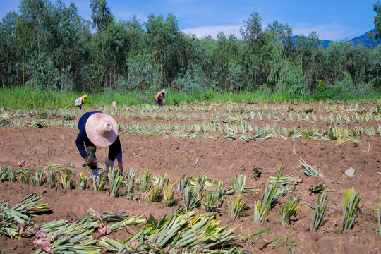 Farm workers in a pineapple field