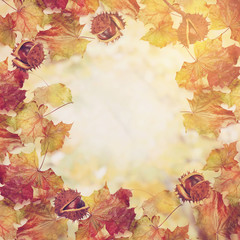 Fototapeta na wymiar border frame of colorful autumn leaves and chestnut on white bac