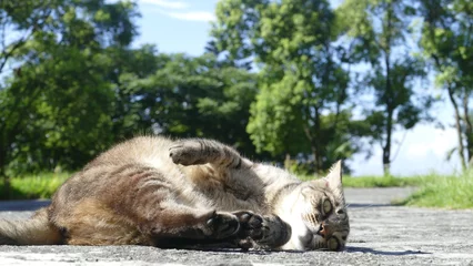 Zelfklevend Behangcirkel natuurkat op de grote met mooie achtergrond © nicholashan