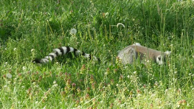 Ring-tailed lemur eating grass in zoo. Primates in Madagascar. Endangered exotic animal. Closeup. 4K Ultra HD