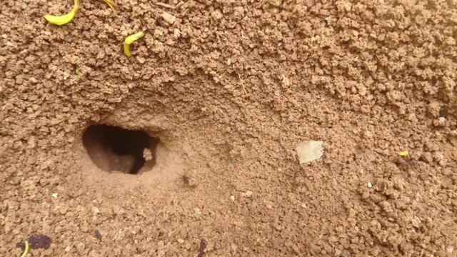 Worker ants digging a shelter.