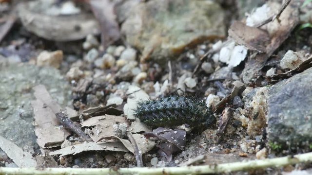 the exotic spiny caterpillar is crawling on the ground in the tropical forest
