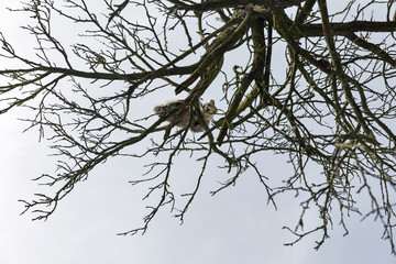 frightened cat sits on a high dry tree