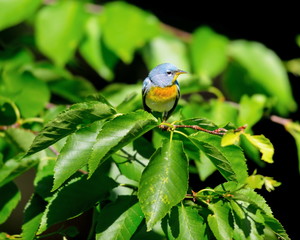 A small warbler of the upper canopy, the Northern Parula can be found in boreal forests of Quebec. It nests in Canada in June and July and after returns south to spend the winter.