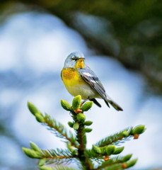 A small warbler of the upper canopy, the Northern Parula can be found in boreal forests of Quebec. It nests in Canada in June and July and after returns south to spend the winter.