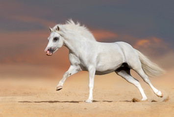 White welsh pony stallion with long mane run gallop in desert dust
