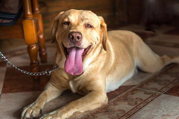Dog. Labrador.
