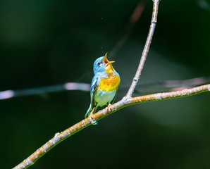 A small warbler of the upper canopy, the Northern Parula can be found in boreal forests of Quebec. It nests in Canada in June and July and after returns south to spend the winter.