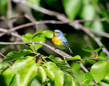 A small warbler of the upper canopy, the Northern Parula can be found in boreal forests of Quebec. It nests in Canada in June and July and after returns south to spend the winter.