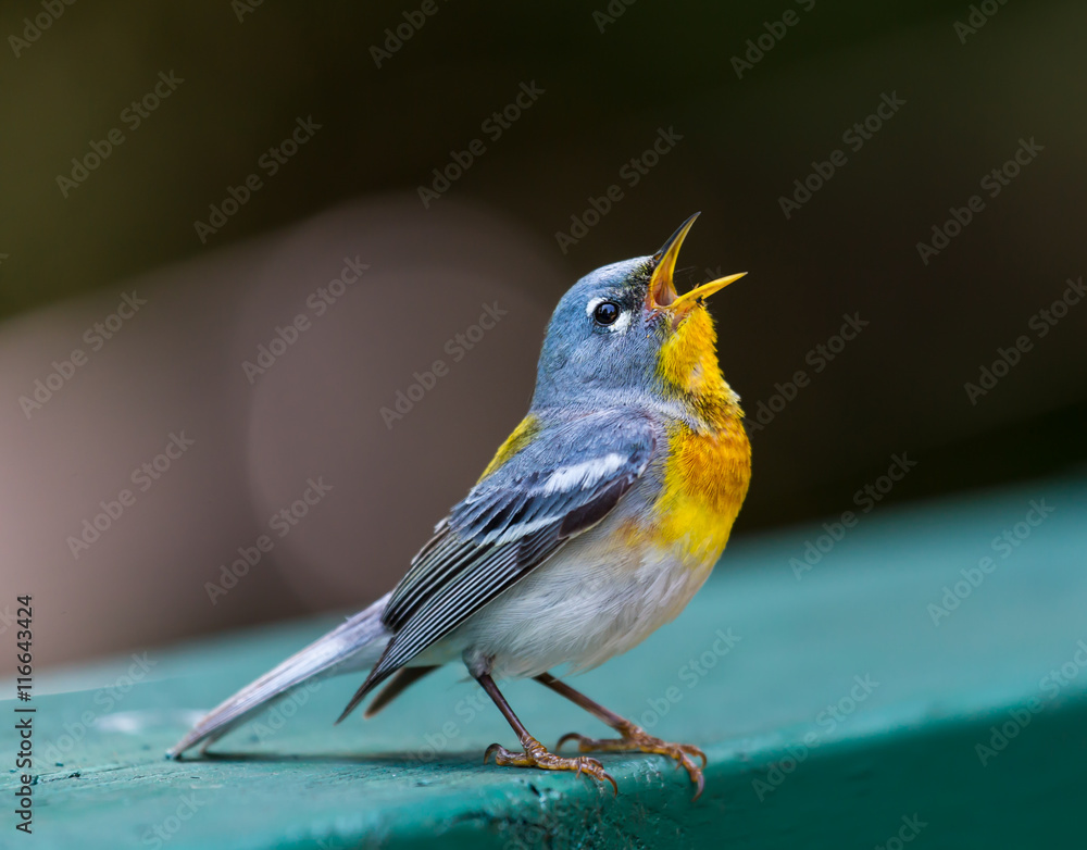 Wall mural A small warbler of the upper canopy, the Northern Parula can be found in boreal forests of Quebec. It nests in Canada in June and July and after returns south to spend the winter.