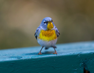 A small warbler of the upper canopy, the Northern Parula can be found in boreal forests of Quebec. It nests in Canada in June and July and after returns south to spend the winter.