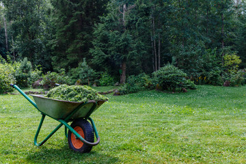 Wheelbarrow with cut grass in the garden. a park.  cart  one wheel.