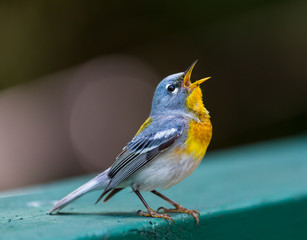 A small warbler of the upper canopy, the Northern Parula can be found in boreal forests of Quebec. It nests in Canada in June and July and after returns south to spend the winter. - 116643424