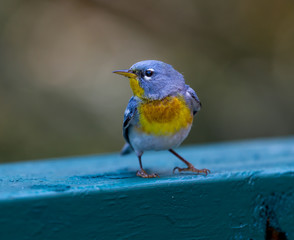 A small warbler of the upper canopy, the Northern Parula can be found in boreal forests of Quebec. It nests in Canada in June and July and after returns south to spend the winter.