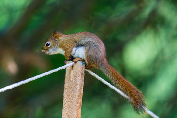 Cyril the Red Squirrel burying his nuts in a Boreal forest in northern Quebec. The squirrel or Eurasian red squirrel is a species of tree squirrel. The red squirrel is an arboreal, omnivorous rodent. 
