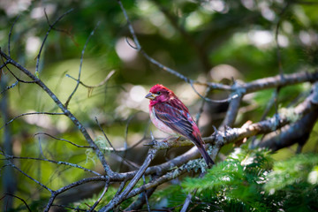The Purple Finch is the bird that has been famously described as a sparrow dipped in raspberry juice. This was taken deep in a boreal forest in North Quebec Canada.