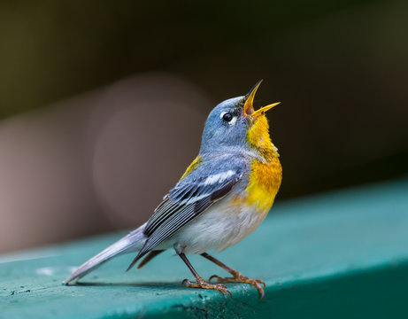 A small warbler of the upper canopy, the Northern Parula can be found in boreal forests of Quebec. It nests in Canada in June and July and after returns south to spend the winter.