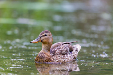 Female mallard swimming in a lake in northern Quebec, Canada.