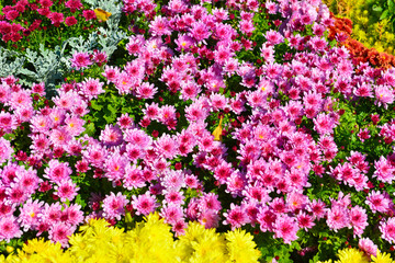 Chrysanthemums