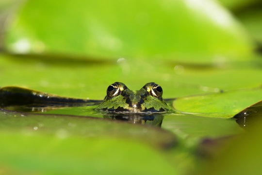 Close up front view of a green frogs head in the water between water lily leaves